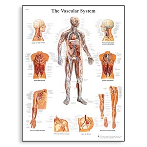Picture of The Vascular System Chart