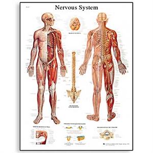 Picture of Χάρτης νευρικού συστήματος