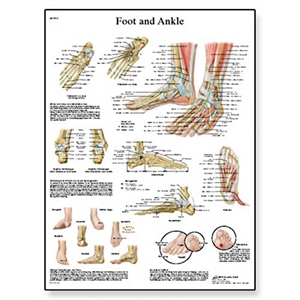 Picture of Foot and Joints of Foot Chart - Anatomy and Pathology