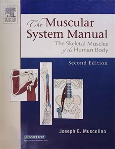 Picture of The muscular system manual