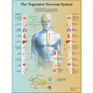 Picture of Χάρτης αυτόνομου νευρικού συστήματος