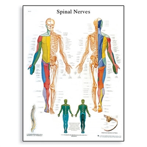 Picture of Spinal Nerves Chart