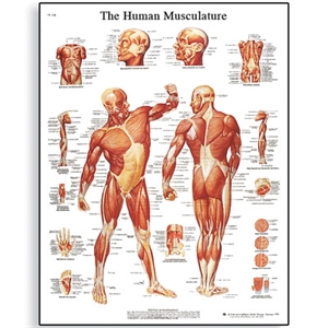 Picture of Human Muscle Chart