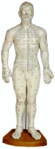 Picture of Human Acupuncture Points Model
