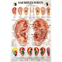 Εικόνα της Ear Reflex Points Chart