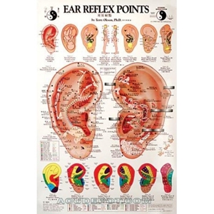 Picture of Ear Reflex Points Chart